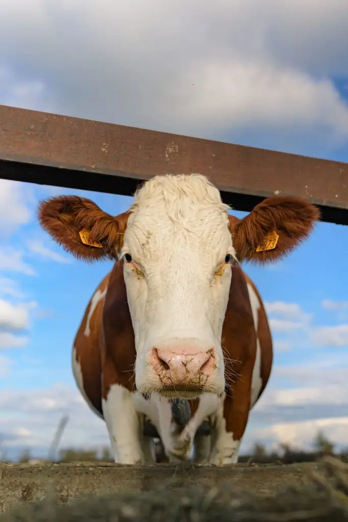 production de yaourts bio à la ferme de façon responsable et équitable par delaferme